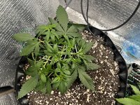 IMG_3050.jpeg