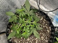 IMG_3051.jpeg