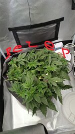IMG_20260526_185914.jpg