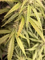 IMG_5901.jpeg