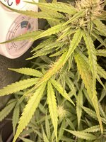 IMG_5900.jpeg