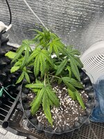 IMG_3065.jpeg