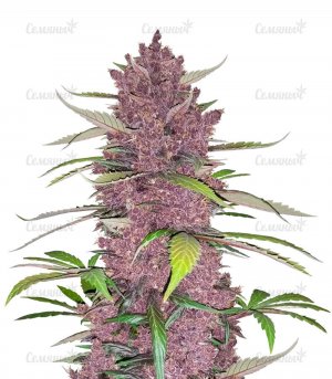 sort-Purple-Lemonade.jpg