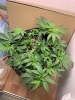 IMG_2154.jpeg
