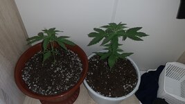 IMG_5307.jpeg