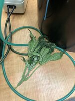 л5 — копия.JPG л5 — копия.JPG