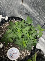 IMG_3074.jpeg