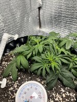 IMG_3075.jpeg