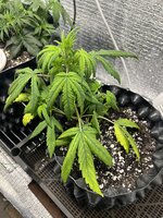 IMG_3073.jpeg