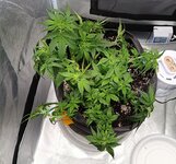 IMG_20260530_112834.jpg