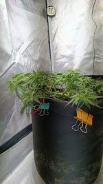 IMG-1780139681886.jpg