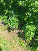IMG_20260602_105551.jpg