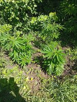 IMG_20260602_105515.jpg