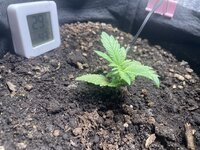 IMG_0529.jpeg