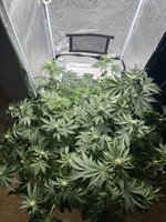 IMG_8582.jpeg