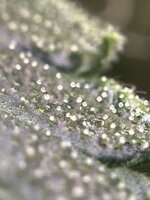 IMG_6795.jpeg