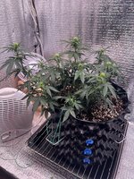 IMG_3251.jpeg
