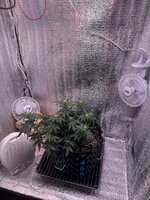 IMG_3252.jpeg