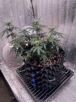 IMG_3253.jpeg