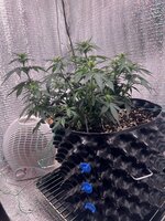 IMG_3254.jpeg