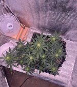 IMG_3250.jpeg