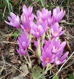 IMG_4271.jpeg