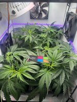 IMG_0652.jpeg