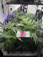 IMG_0653.jpeg