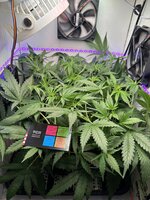 IMG_0654.jpeg