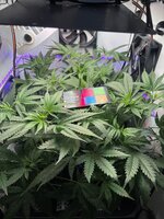 IMG_0641.jpeg