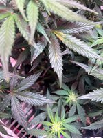 IMG_3350.jpeg