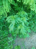 IMG_20260621_195406.jpg