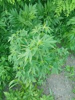 IMG_20260621_195403.jpg