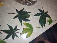 IMG_20260621_235650.jpg