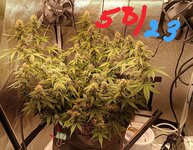 IMG_20260625_111930.jpg