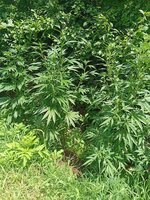 IMG_20260625_115030.jpg