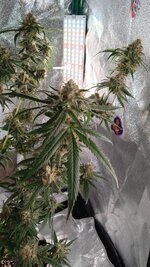 1000130928.jpg