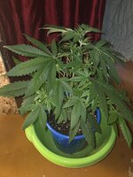 20260629_190433.jpg