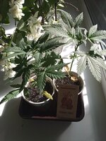 IMG_20260626_164430.jpg