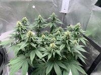 IMG_3418.jpeg