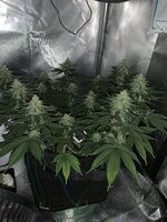 IMG_3565.jpeg
