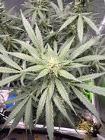 IMG_0595.jpeg