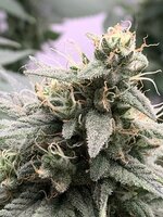 IMG_4087.jpeg