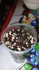 IMG_20260724_173334_831.jpg