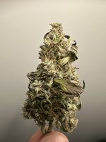 IMG_2522.jpeg