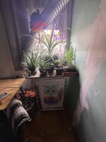 IMG_4999.jpeg