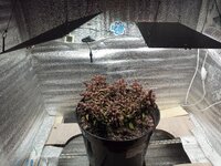 IMG_20260719_014048_761.jpg