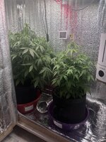 IMG_3334.jpeg