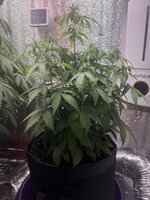 IMG_3335.jpeg