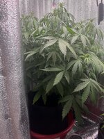 IMG_3336.jpeg